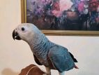 African Grey Parrot