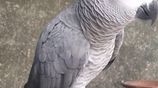 African Grey Parrot