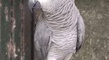 African Grey Parrot