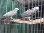 African Grey Parrot