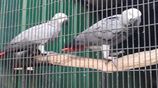 African Grey Parrot