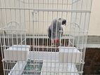 African Grey Parrot