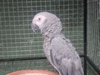 african grey parrot