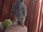 African Grey Parrot