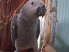 African grey parrot one year