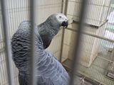 African Grey Parrot Pair