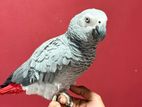 African Grey Parrot
