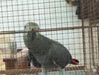 African Grey Perrot