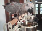 African Grey