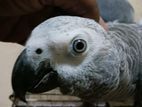 African grey with DNA
