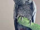 African Gray
