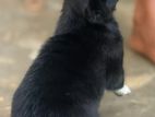 African Hunting Puppies