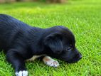 African Hunting Puppies