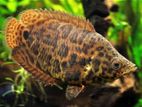 African Leopard Leaf Fish