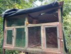 African Love Bird with Cage