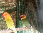 African Love Bird