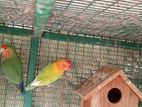 African Love Bird