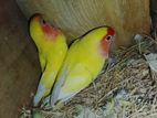 African Love Birds
