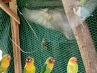 African love bird breading fayre sigiriya