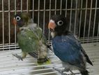 African Love Bird Chicks