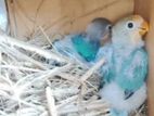 African Love Bird Chicks