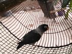 African Love Bird