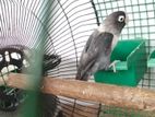 African Love Bird