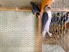 African Love Bird