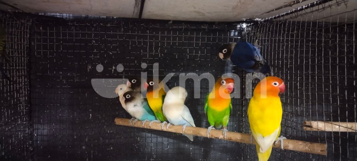 African Love Birds for Sale in Batticaloa City ikman