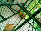 African love bird
