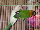 African Love Bird
