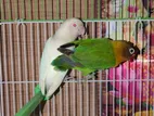 African Love Bird