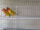 African Love Birds