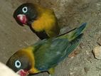 African Love Birds
