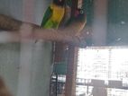 African Love Birds