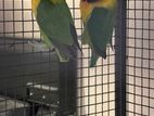 African Love Birds