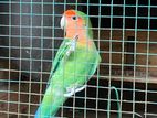 African Love Bird