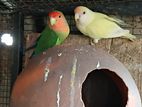 African Love Birds