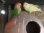 African Love Birds