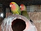 African love bird