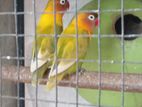 African Love Bird