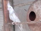 African Love Bird