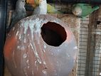 African love bird
