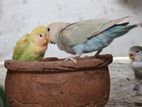 African Love Bird