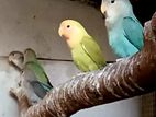 African love bird