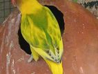 African Love Birds
