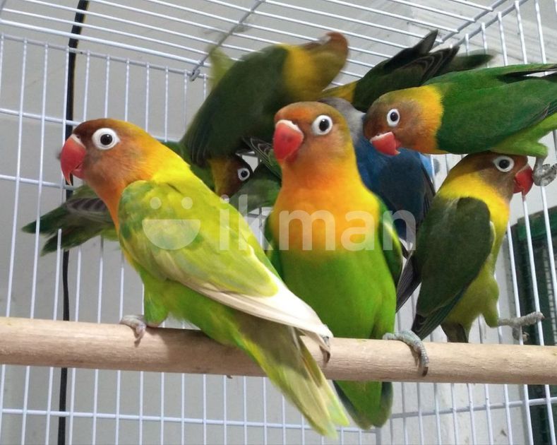 African Love Bird for Sale in Rajagiriya ikman
