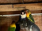 African Love Bird