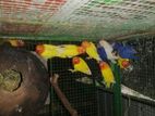 African Love Birds