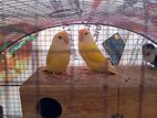 African Love Birds